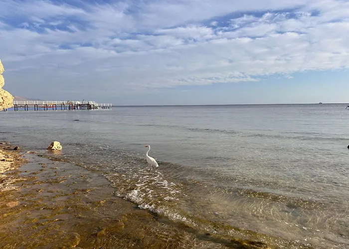 Lovely 3 Bdr With Sea View And Private Rooftop Area, Free Pool & Wild Beach Access Apartment